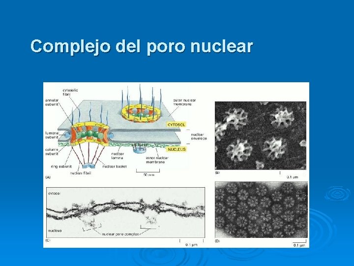 Complejo del poro nuclear 