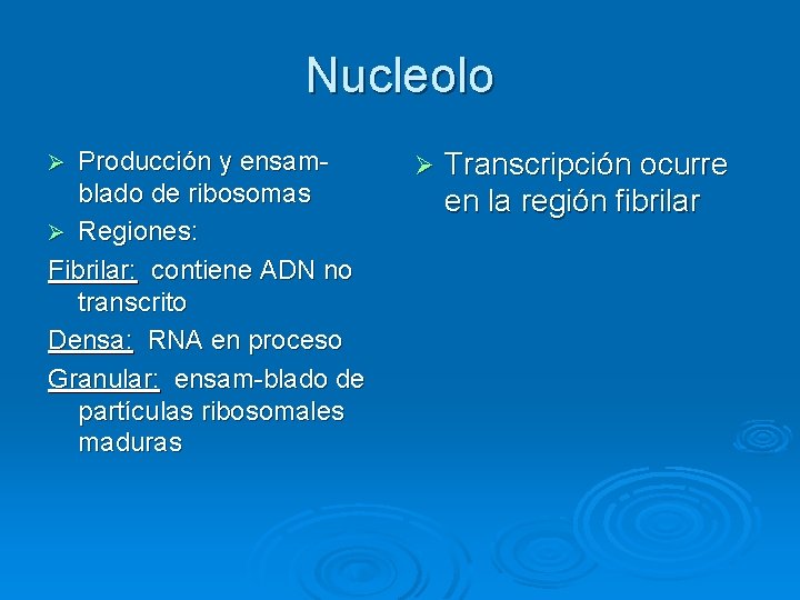 Nucleolo Producción y ensamblado de ribosomas Ø Regiones: Fibrilar: contiene ADN no transcrito Densa: