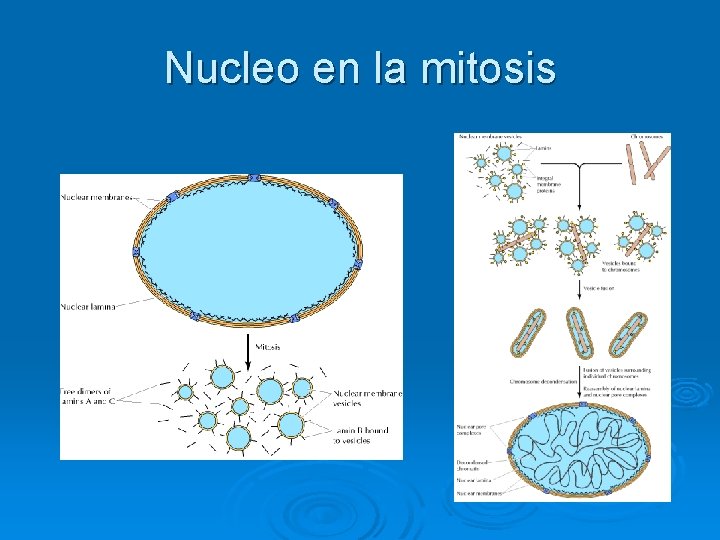 Nucleo en la mitosis 