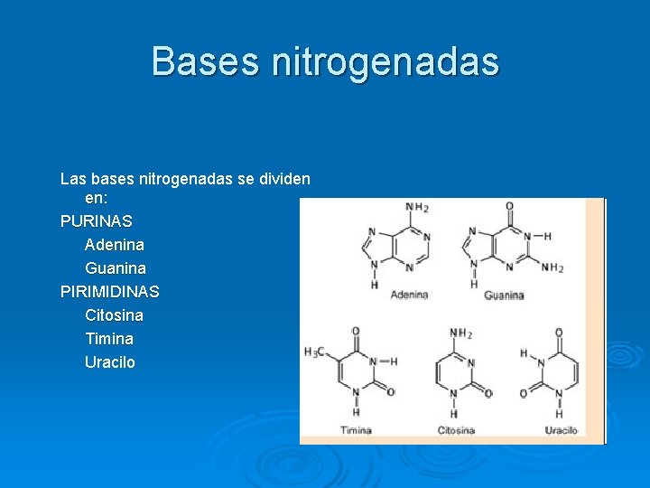 Bases nitrogenadas Las bases nitrogenadas se dividen en: PURINAS Adenina Guanina PIRIMIDINAS Citosina Timina