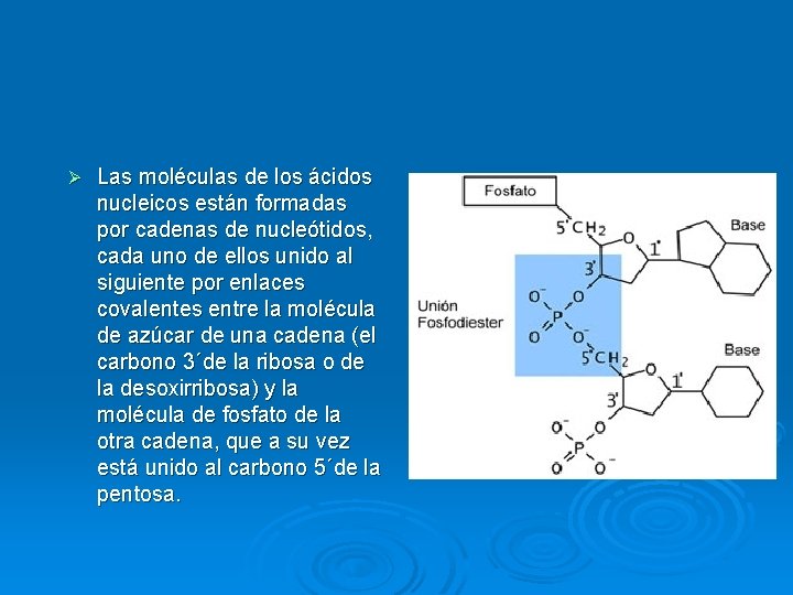 Ø Las moléculas de los ácidos nucleicos están formadas por cadenas de nucleótidos, cada