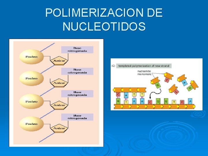 POLIMERIZACION DE NUCLEOTIDOS 