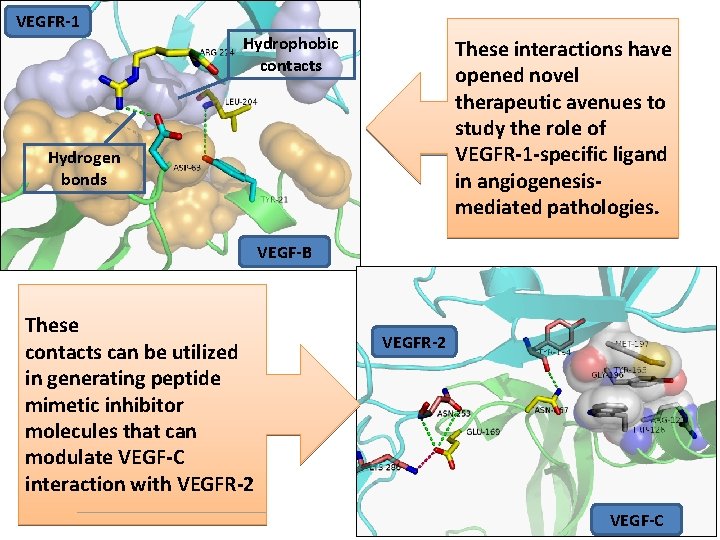 VEGFR-1 Hydrophobic contacts These interactions have opened novel therapeutic avenues to study the role VEGFR-1 Hydrophobic contacts These interactions have opened novel therapeutic avenues to study the role