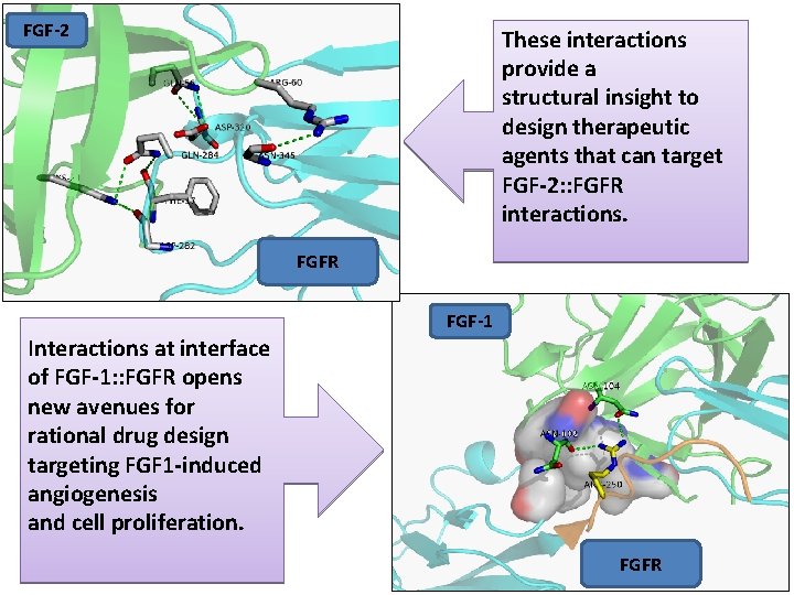 FGF-2 These interactions provide a structural insight to design therapeutic agents that can target FGF-2 These interactions provide a structural insight to design therapeutic agents that can target