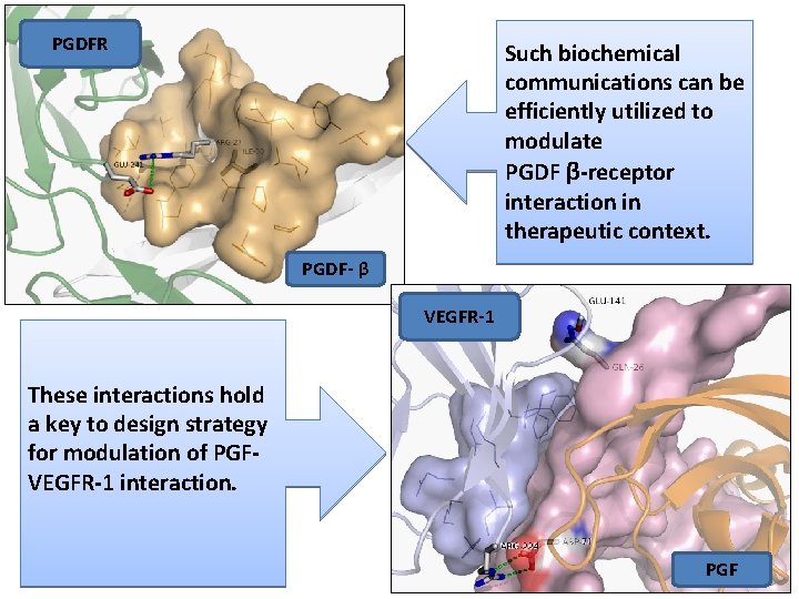 PGDFR Such biochemical communications can be efficiently utilized to modulate PGDF β-receptor interaction in PGDFR Such biochemical communications can be efficiently utilized to modulate PGDF β-receptor interaction in