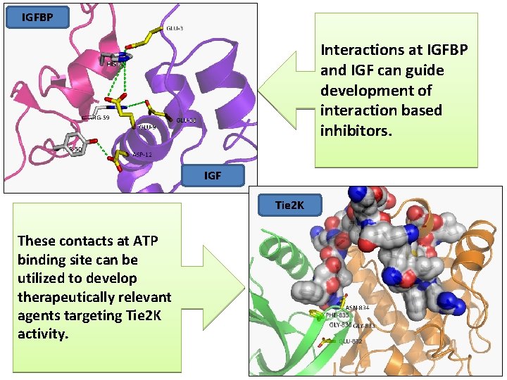 IGFBP Interactions at IGFBP and IGF can guide development of interaction based inhibitors. IGF IGFBP Interactions at IGFBP and IGF can guide development of interaction based inhibitors. IGF