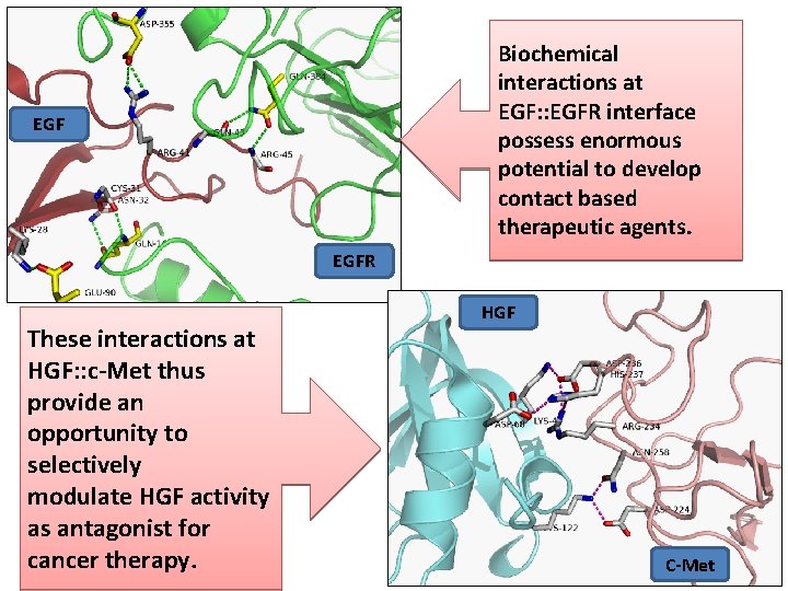 Biochemical interactions at EGF: : EGFR interface possess enormous potential to develop contact based Biochemical interactions at EGF: : EGFR interface possess enormous potential to develop contact based