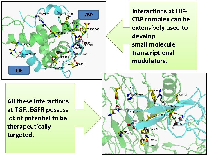 CBP HIF All these interactions at TGF: : EGFR possess lot of potential to CBP HIF All these interactions at TGF: : EGFR possess lot of potential to