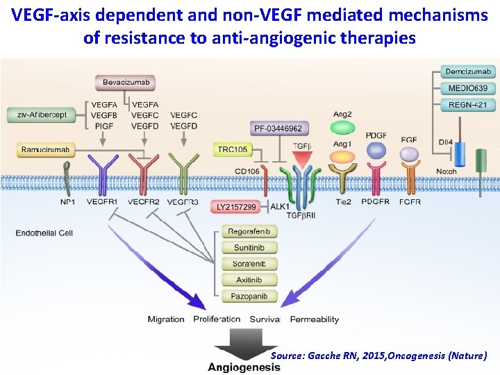 VEGF-axis dependent and non-VEGF mediated mechanisms of resistance to anti-angiogenic therapies Source: Gacche RN, VEGF-axis dependent and non-VEGF mediated mechanisms of resistance to anti-angiogenic therapies Source: Gacche RN,