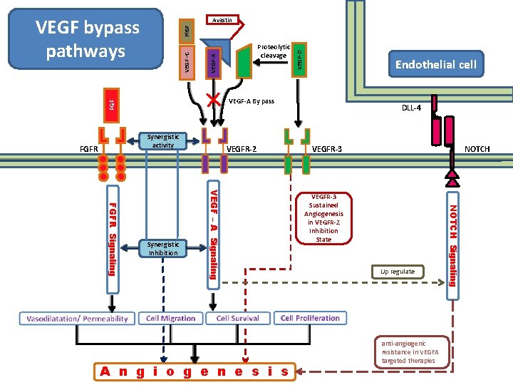 VEGF bypass pathways VEGF-D Endothelial cell FGF VEGF-A By pass Synergistic activity FGFR Proteolytic VEGF bypass pathways VEGF-D Endothelial cell FGF VEGF-A By pass Synergistic activity FGFR Proteolytic