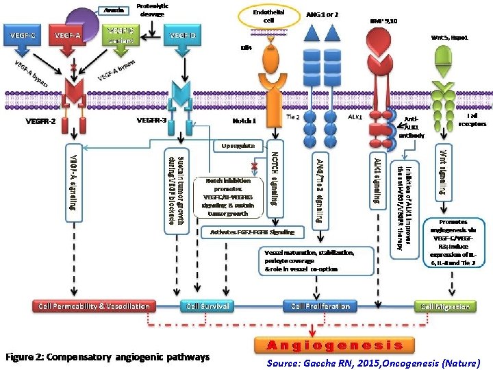 Source: Gacche RN, 2015, Oncogenesis (Nature) Source: Gacche RN, 2015, Oncogenesis (Nature)
