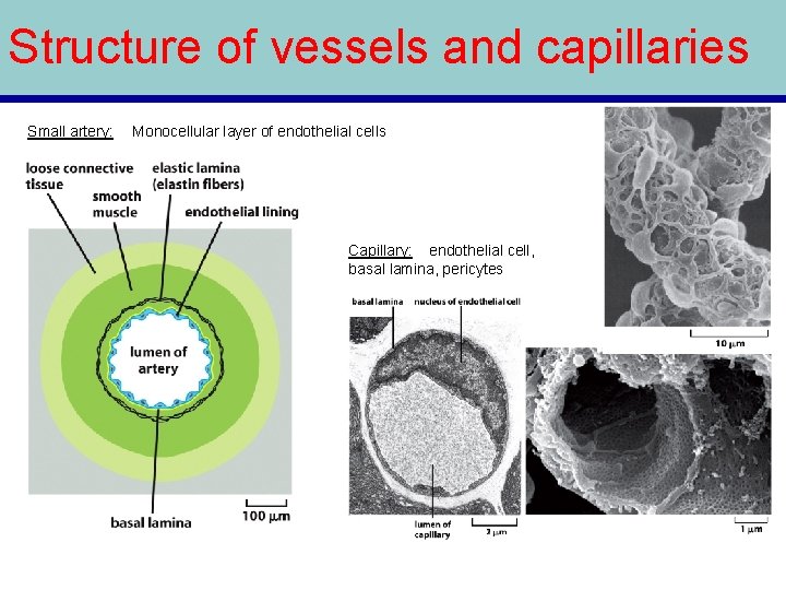 Structure of vessels and capillaries Small artery: Monocellular layer of endothelial cells Capillary: endothelial Structure of vessels and capillaries Small artery: Monocellular layer of endothelial cells Capillary: endothelial