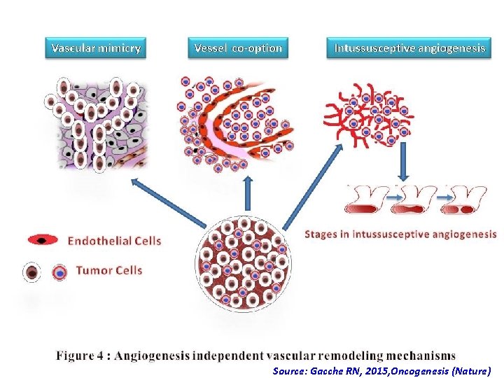 Source: Gacche RN, 2015, Oncogenesis (Nature) Source: Gacche RN, 2015, Oncogenesis (Nature)