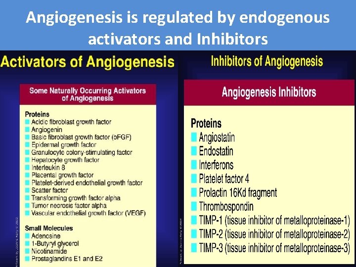 Angiogenesis is regulated by endogenous activators and Inhibitors Angiogenesis is regulated by endogenous activators and Inhibitors