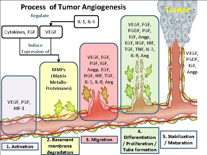 Process of Tumor Angiogenesis Regulate Cytokines, FGF IL-1, IL-6 VEGF Induce Expression of MMPs Process of Tumor Angiogenesis Regulate Cytokines, FGF IL-1, IL-6 VEGF Induce Expression of MMPs