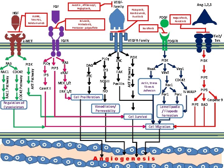 FGF XL 880, TAK-701, Relotumumab CDC 42 Pathway Regulation of Cytoskeleton AKT Pathway RAC FGF XL 880, TAK-701, Relotumumab CDC 42 Pathway Regulation of Cytoskeleton AKT Pathway RAC