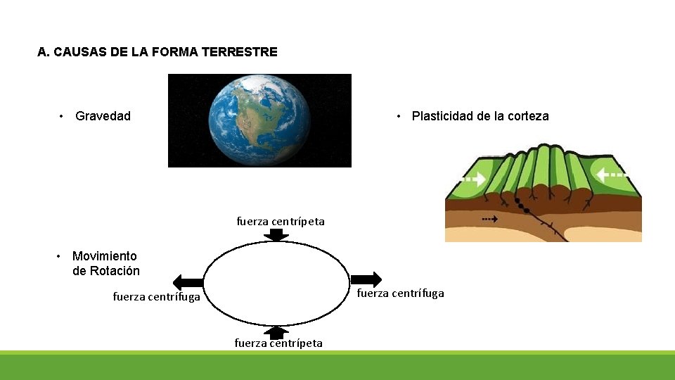 A. CAUSAS DE LA FORMA TERRESTRE • Gravedad • Plasticidad de la corteza fuerza