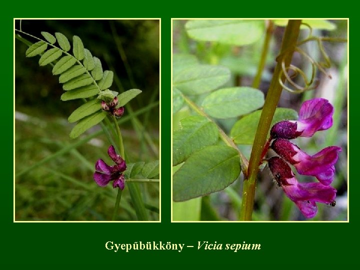 Gyepűbükköny – Vicia sepium 