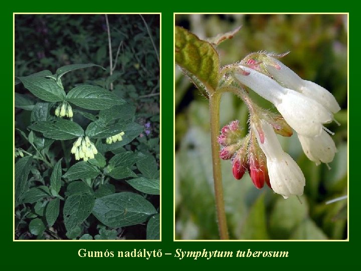 Gumós nadálytő – Symphytum tuberosum 