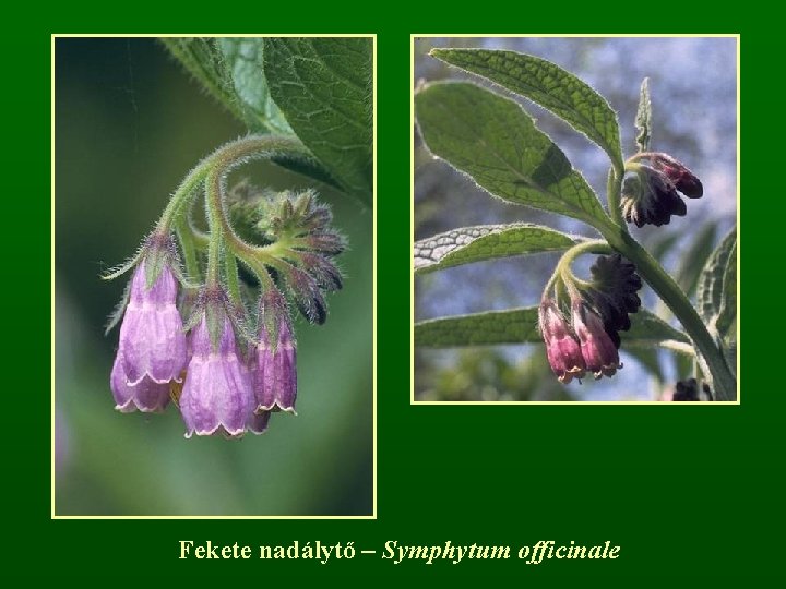 Fekete nadálytő – Symphytum officinale 