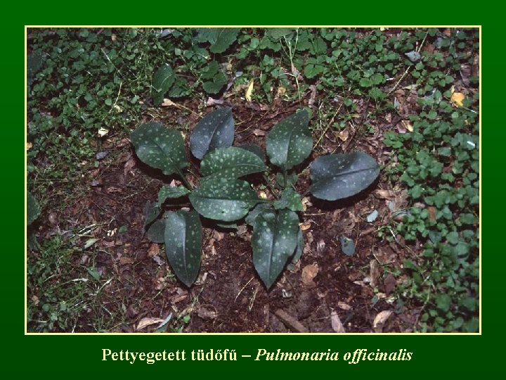 Pettyegetett tüdőfű – Pulmonaria officinalis 