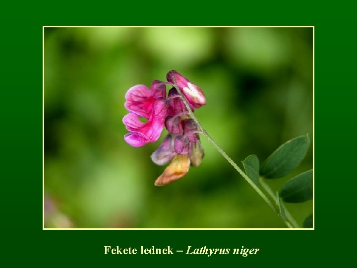 Fekete lednek – Lathyrus niger 