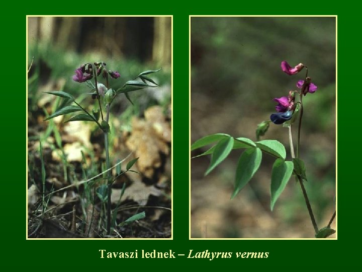 Tavaszi lednek – Lathyrus vernus 