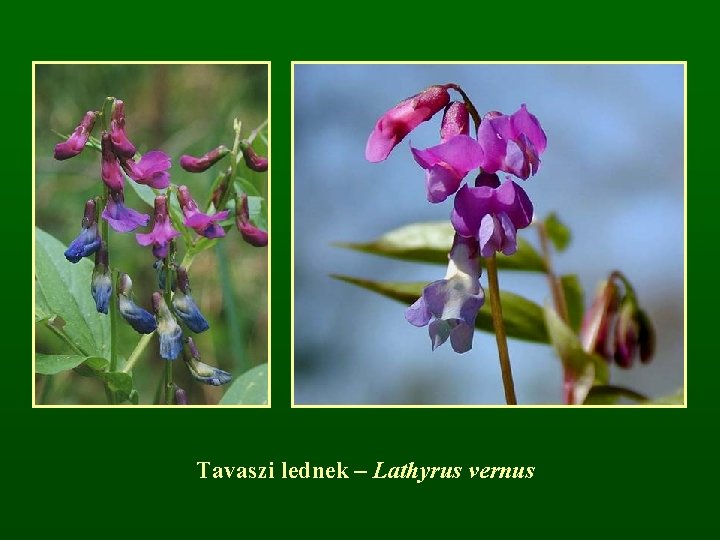 Tavaszi lednek – Lathyrus vernus 