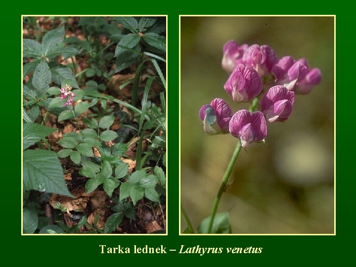 Tarka lednek – Lathyrus venetus 