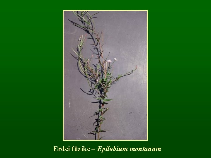 Erdei füzike – Epilobium montanum 