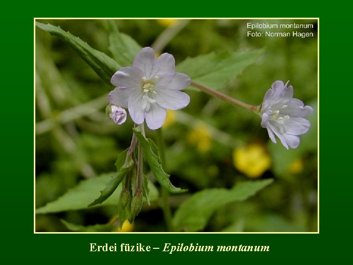 Erdei füzike – Epilobium montanum 