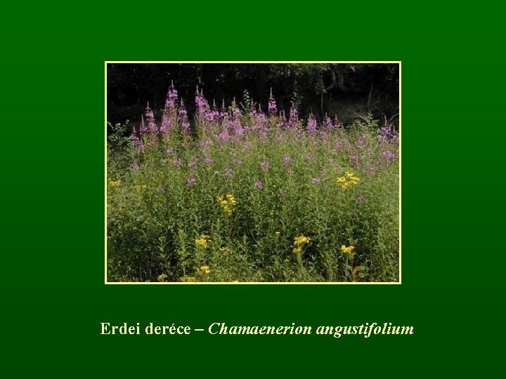 Erdei deréce – Chamaenerion angustifolium 