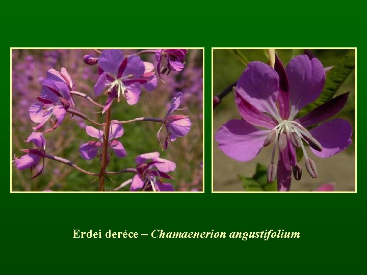 Erdei deréce – Chamaenerion angustifolium 