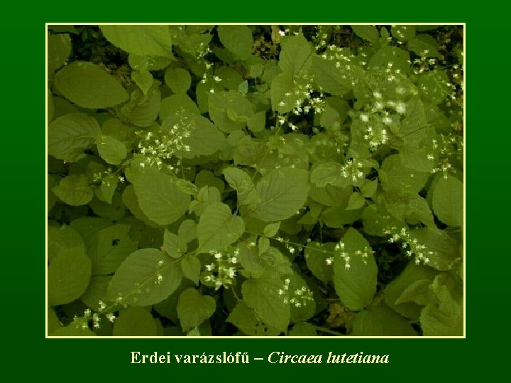 Erdei varázslófű – Circaea lutetiana 