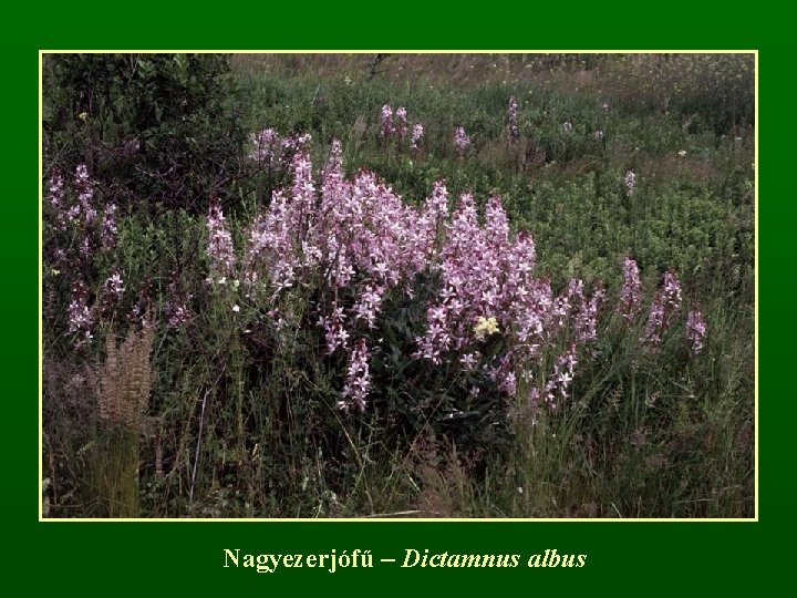 Nagyezerjófű – Dictamnus albus 