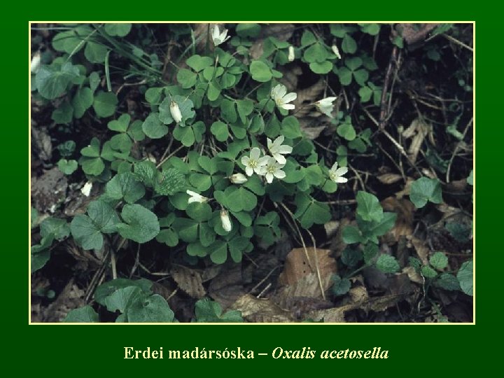 Erdei madársóska – Oxalis acetosella 