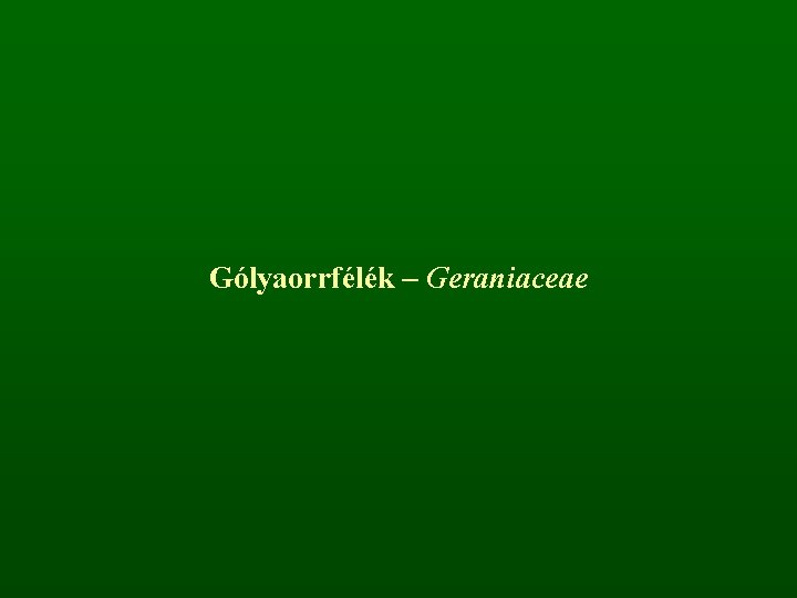 Gólyaorrfélék – Geraniaceae 