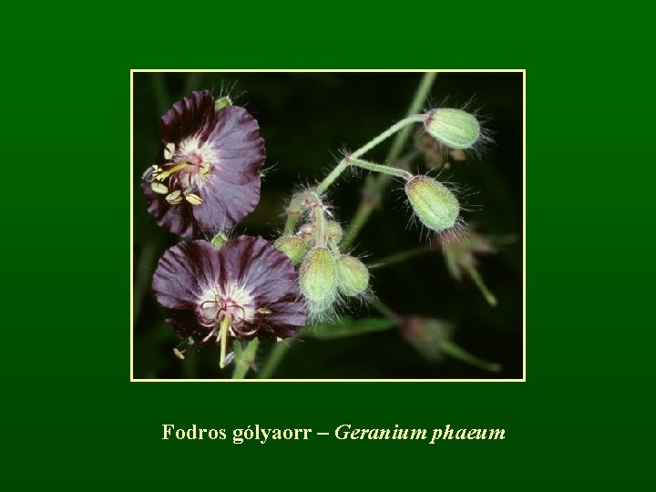 Fodros gólyaorr – Geranium phaeum 