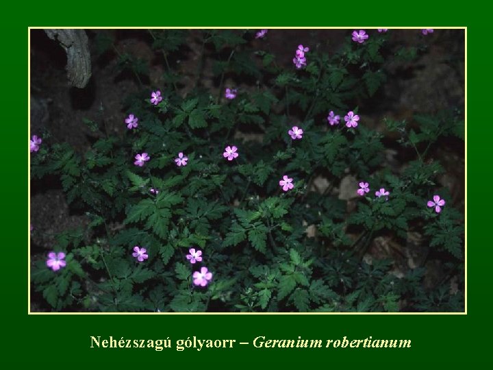 Nehézszagú gólyaorr – Geranium robertianum 