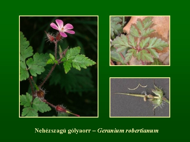 Nehézszagú gólyaorr – Geranium robertianum 