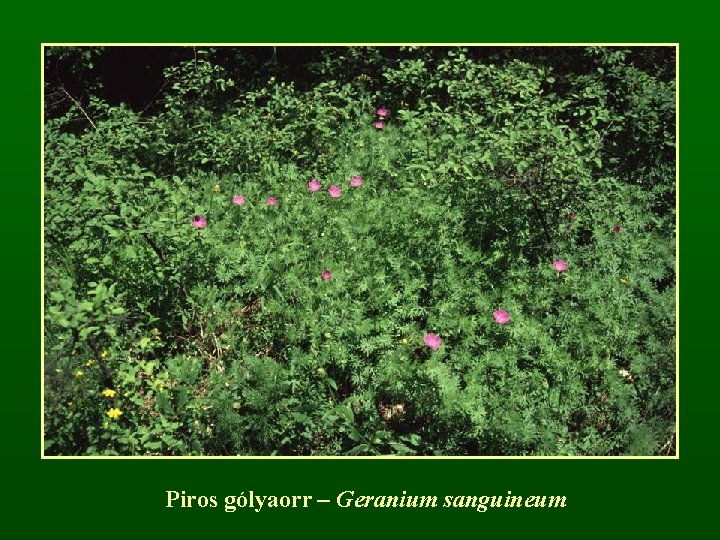 Piros gólyaorr – Geranium sanguineum 
