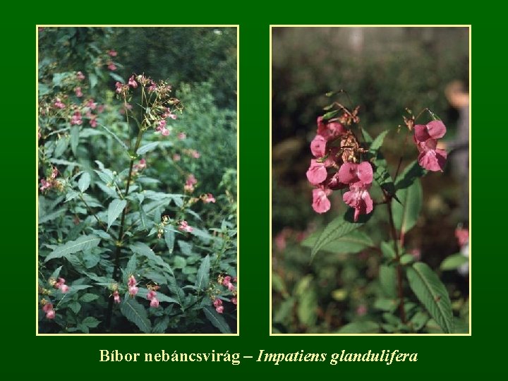 Bíbor nebáncsvirág – Impatiens glandulifera 