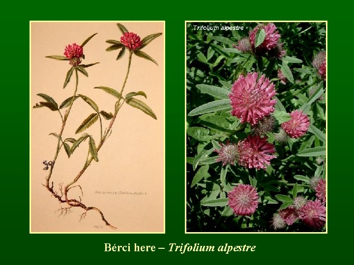 Bérci here – Trifolium alpestre 