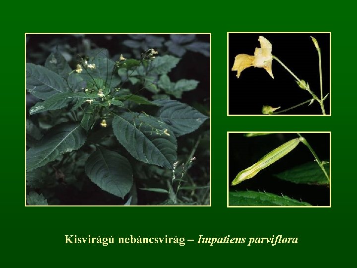 Kisvirágú nebáncsvirág – Impatiens parviflora 