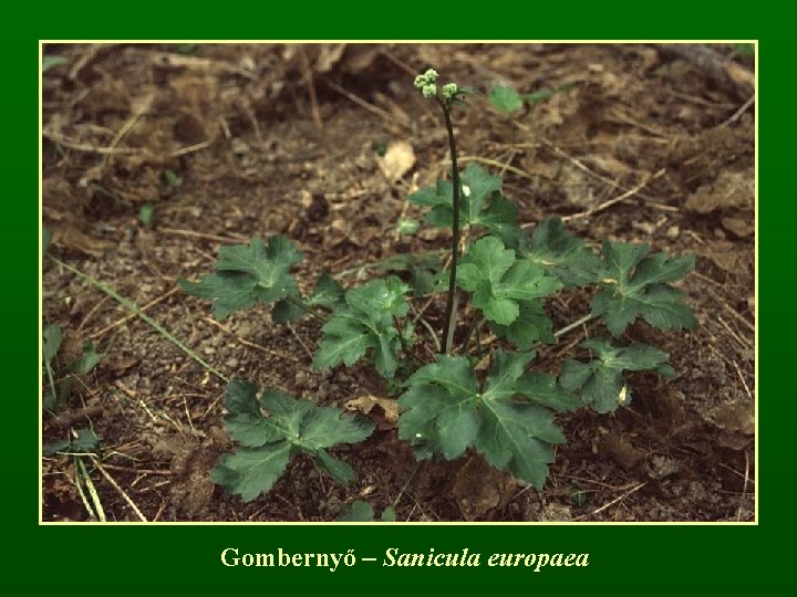 Gombernyő – Sanicula europaea 