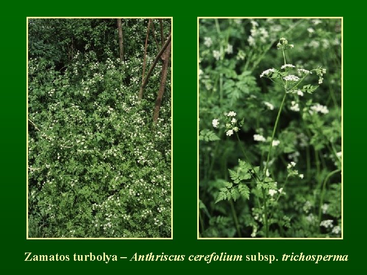 Zamatos turbolya – Anthriscus cerefolium subsp. trichosperma 