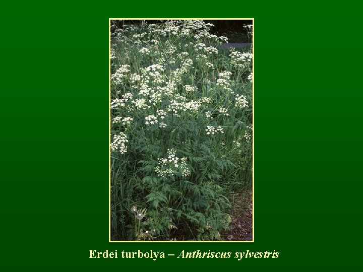 Erdei turbolya – Anthriscus sylvestris 