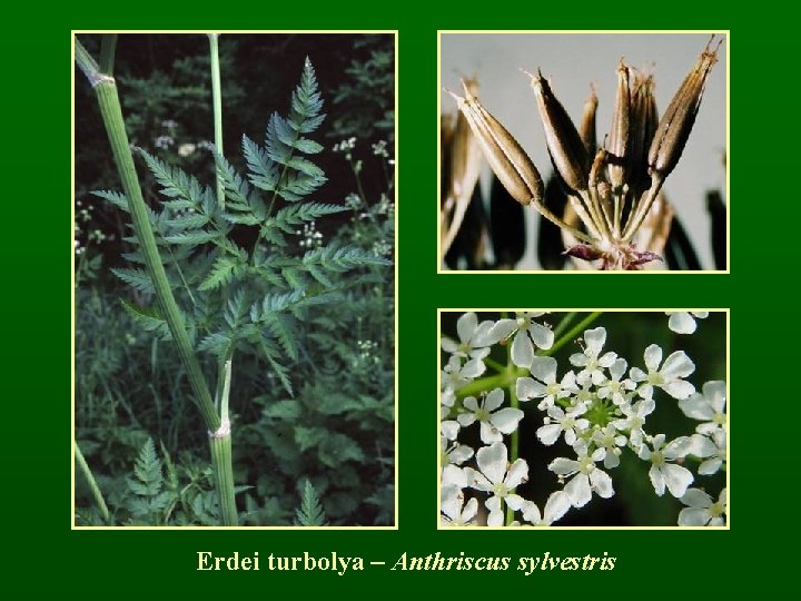 Erdei turbolya – Anthriscus sylvestris 