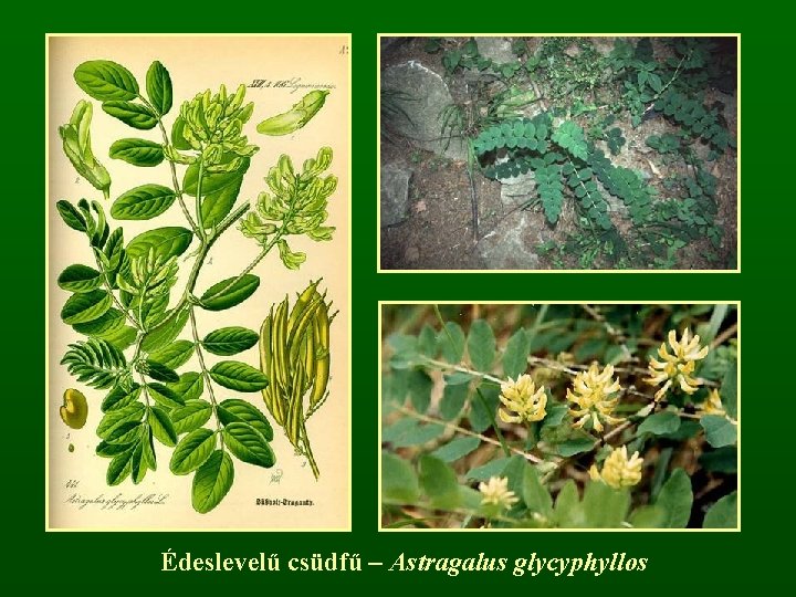 Édeslevelű csüdfű – Astragalus glycyphyllos 