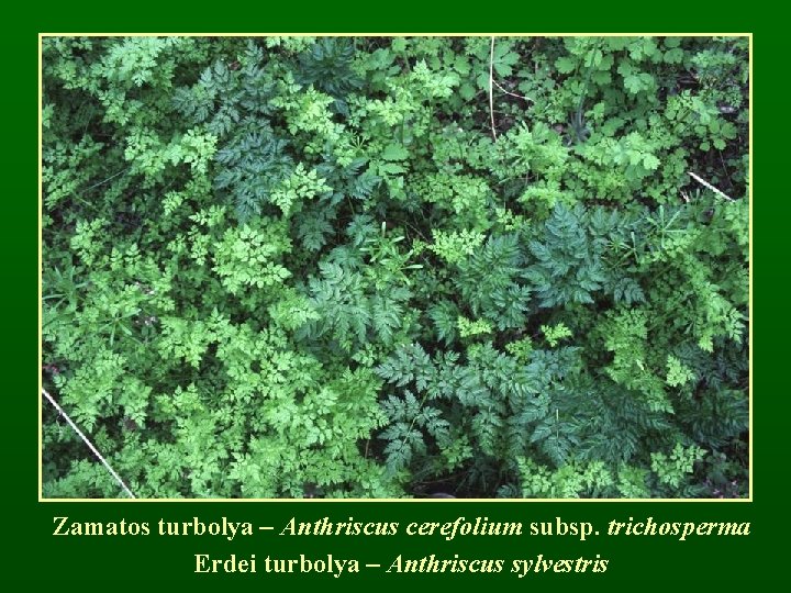 Zamatos turbolya – Anthriscus cerefolium subsp. trichosperma Erdei turbolya – Anthriscus sylvestris 